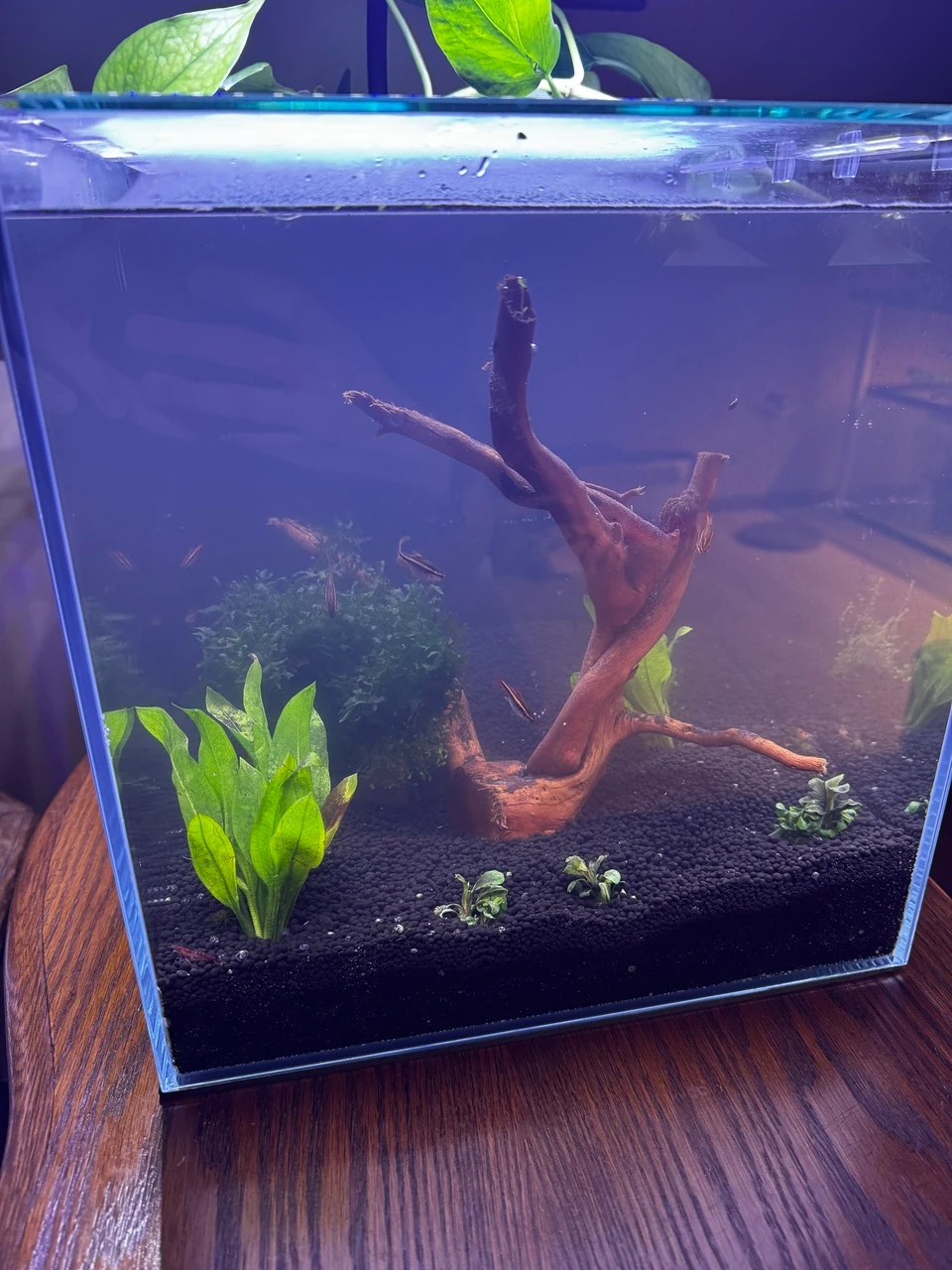 a mostly-clear, cube-shaped aquarium with a tree-shaped piece of driftwood and various plants visible, and a school of brightly-colored red fish